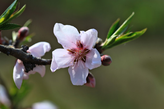 桃花