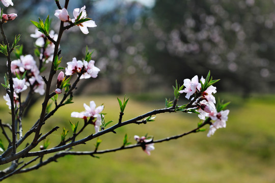 桃花