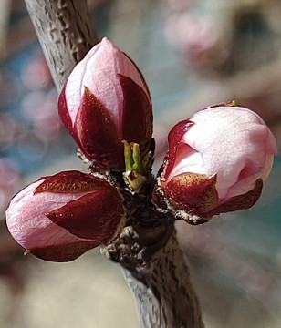 桃花苞