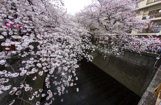 日本樱花