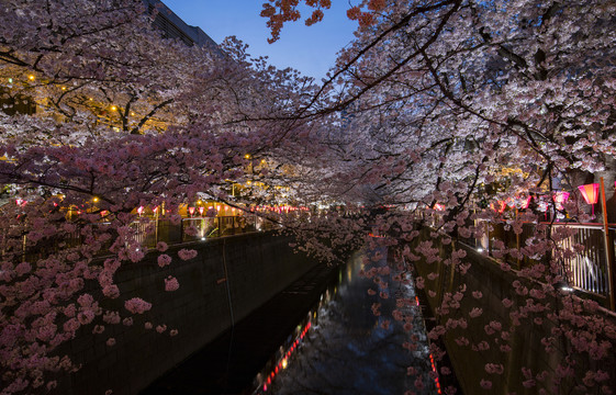 樱花夜景