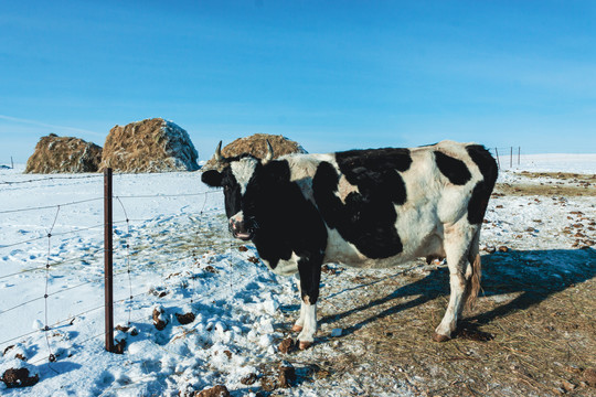 冬季雪原奶牛