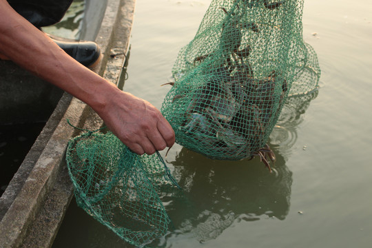 阳澄湖风光