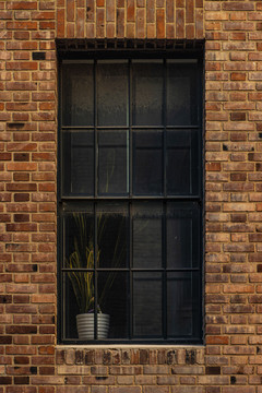 老楼铁窗边的盆栽
