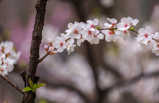 樱花