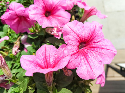 碧冬茄牵牛花特写