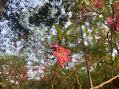 碧桃