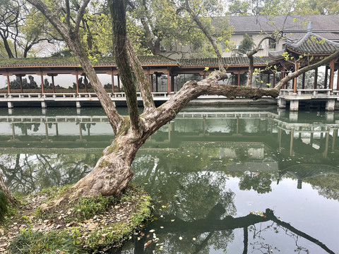 溪水边的大树