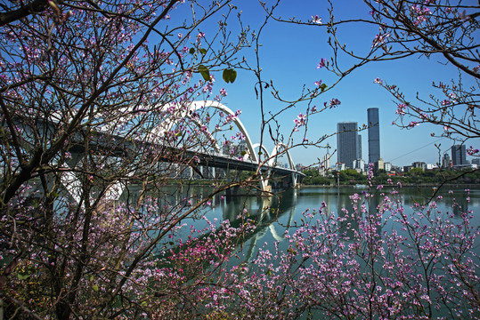 柳州紫荆花风景