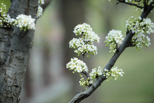 春天李子树花