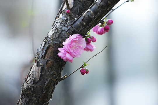 桃树干桃花