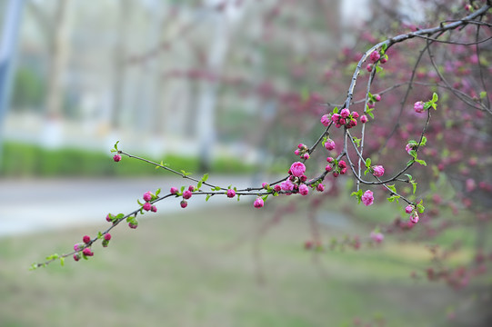 桃花骨朵TIF桃枝