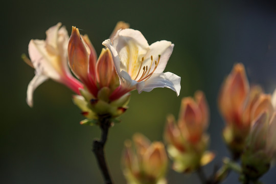 杜鹃花