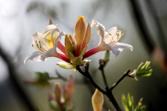 杜鹃花