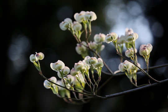 四照花