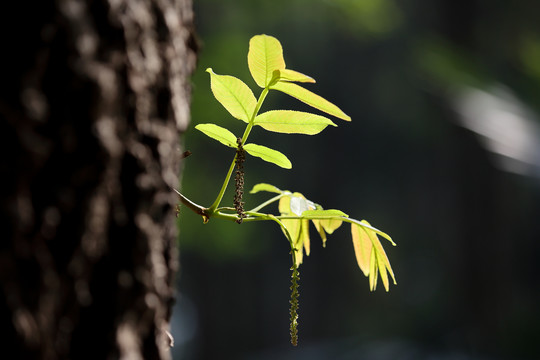 新芽