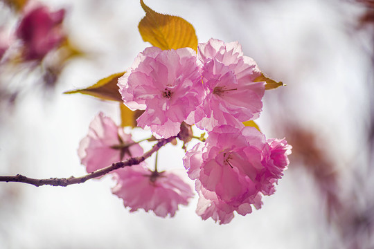 唯美粉红日本樱花