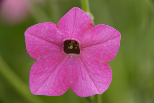 花烟草