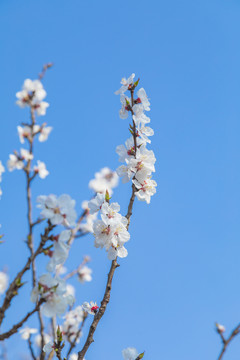 春天里盛开的桃花