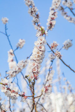 春天里盛开的桃花