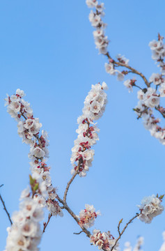 春天里盛开的桃花