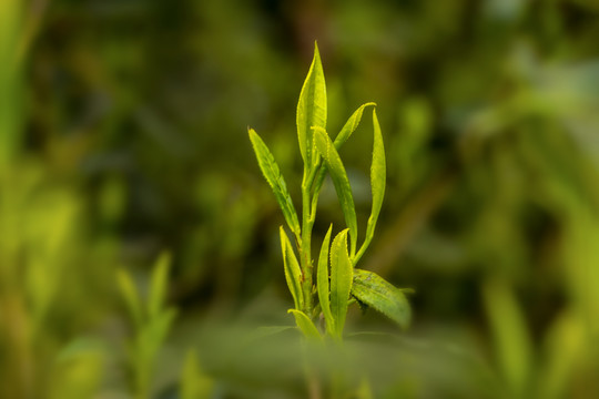 古树春茶新芽