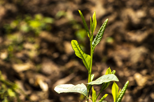 古树春茶新芽