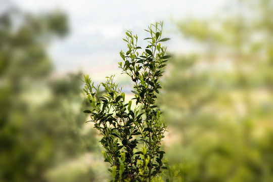 古树春茶新芽