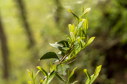 古树春茶新芽