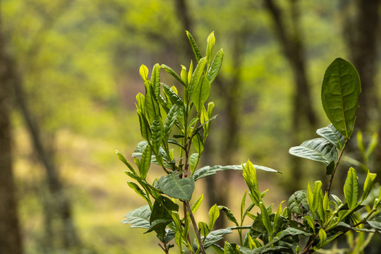 古树春茶新芽