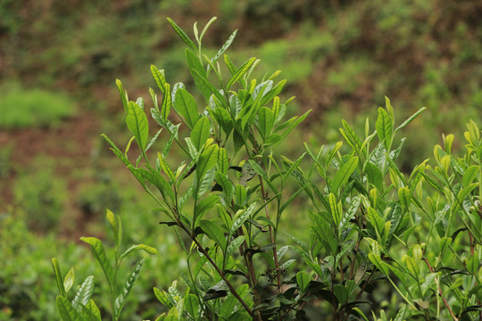 古树春茶新芽