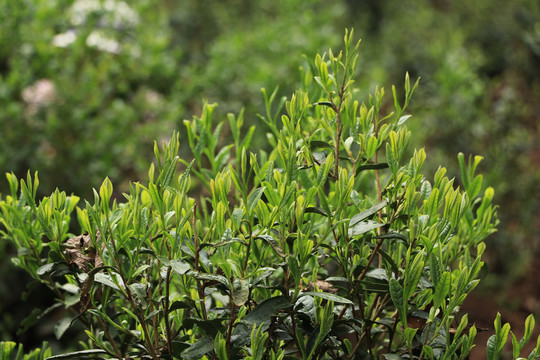 古树春茶新芽