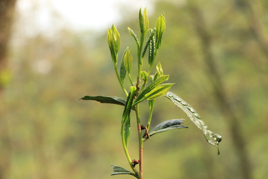 古树春茶新芽