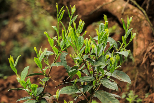 古树春茶新芽