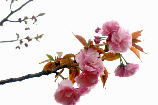 樱花