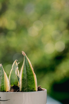 家庭绿植盆景虎尾兰