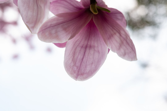 玉兰花特写