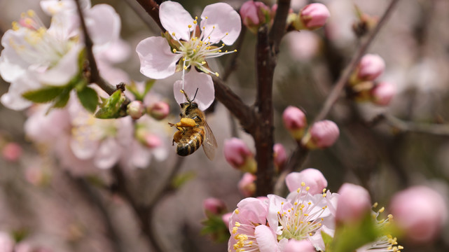 蜜蜂