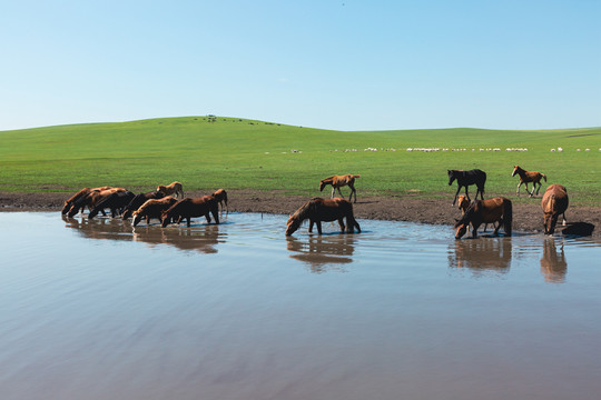 夏季草原水边马群羊群牛群