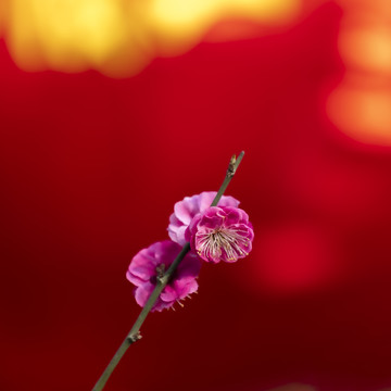 红梅花儿开