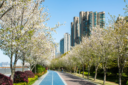 杭州滨江樱花跑道