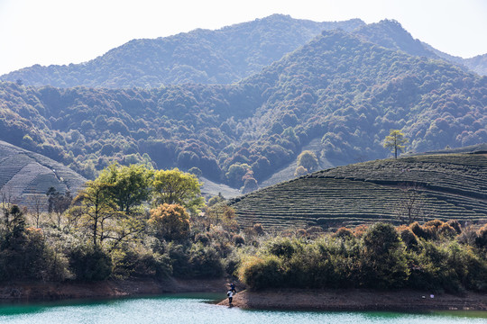 杭州龙坞茶园