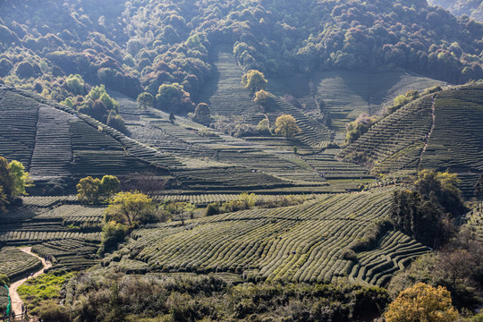 杭州龙坞茶园