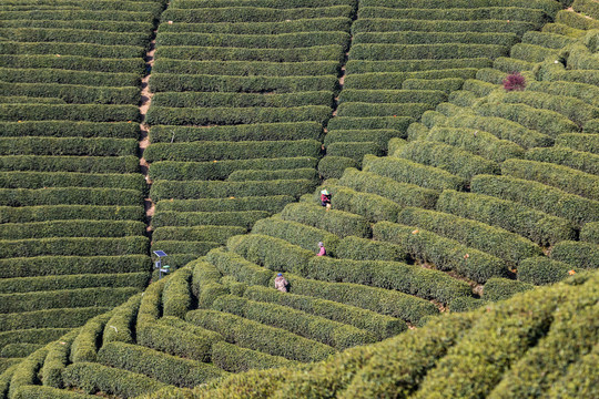 杭州龙坞茶园