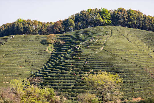 杭州龙坞茶园