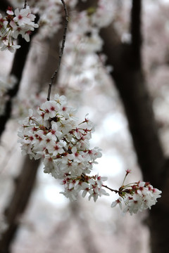 樱花