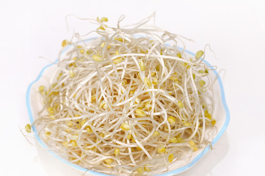 豆芽