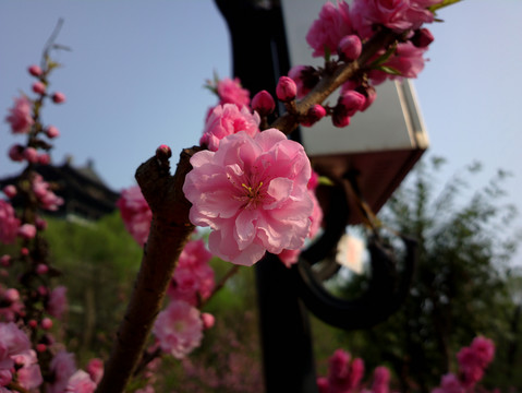 碧桃花
