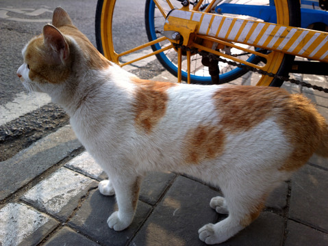 猫咪