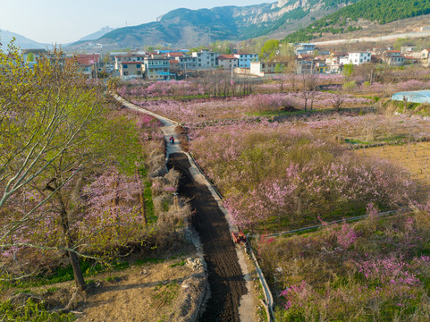 航拍济南卧虎山水库桃花盛开